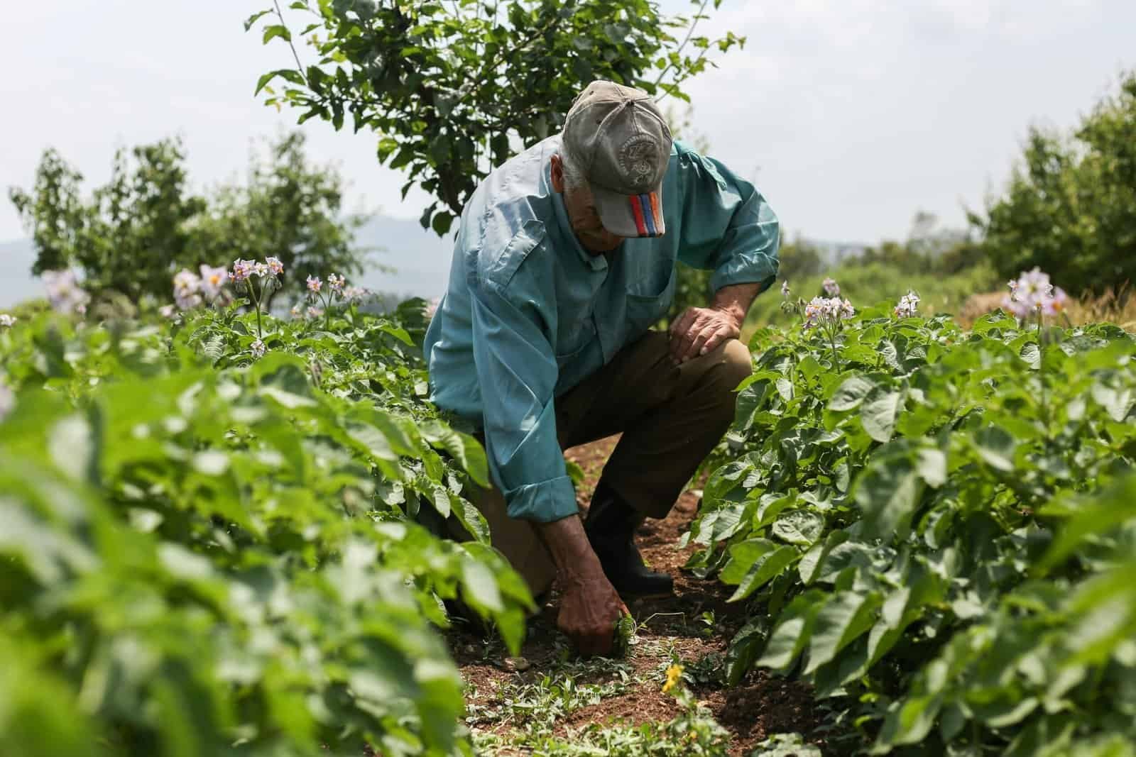 farmer working in a crop field during United States farm aid recovery