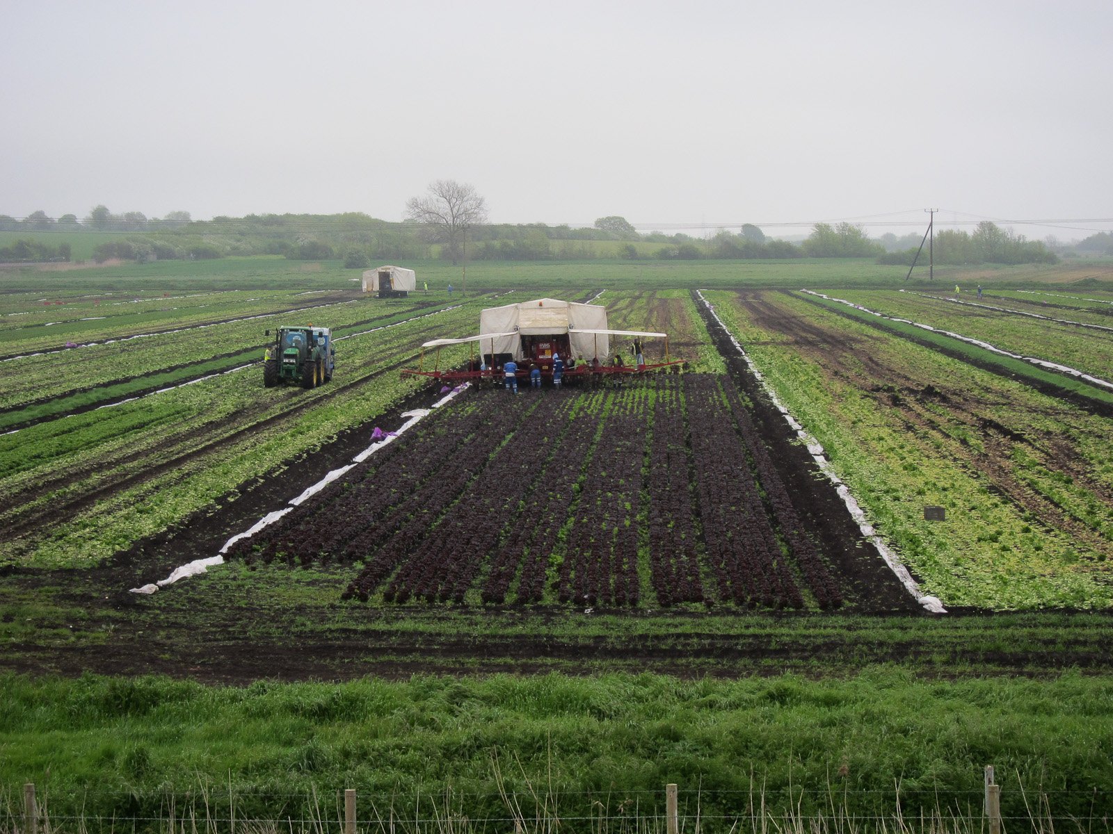 Cyclospora Outbreak, NewsSparq